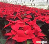 一品红卷叶怎么办，一品红叶子下垂怎么办 一品红叶子下垂如何办