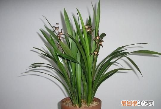 墨兰施肥方法 墨兰如何施肥，墨兰花的养殖方法和注意事项