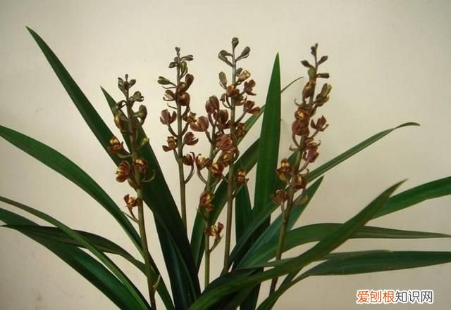 墨兰施肥方法 墨兰如何施肥，墨兰花的养殖方法和注意事项