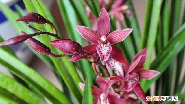 墨兰施肥方法 墨兰如何施肥，墨兰花的养殖方法和注意事项