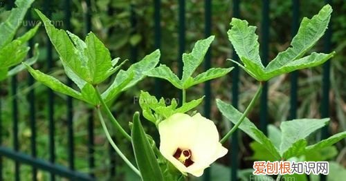 秋葵种子保质期多久，秋葵怎么剪枝 秋葵如何剪枝