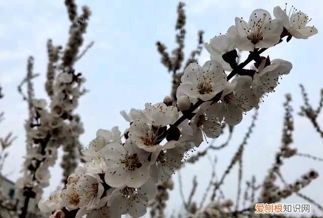 沾衣欲湿杏花雨吹面不寒杨柳风图 沾衣欲湿杏花雨吹面不寒杨柳风