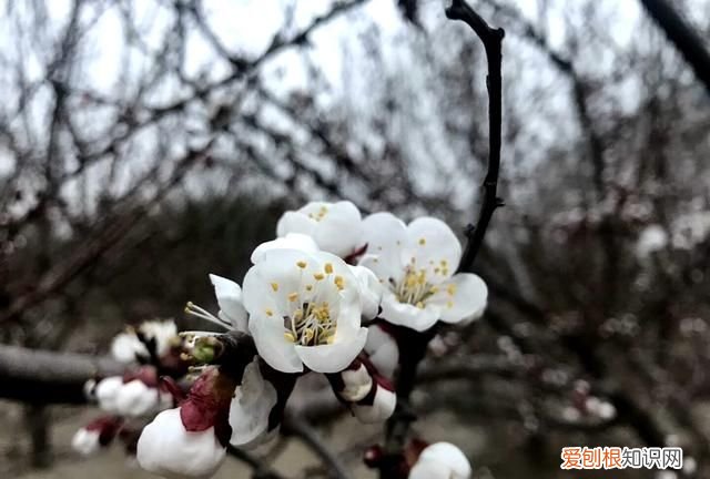 沾衣欲湿杏花雨吹面不寒杨柳风图 沾衣欲湿杏花雨吹面不寒杨柳风
