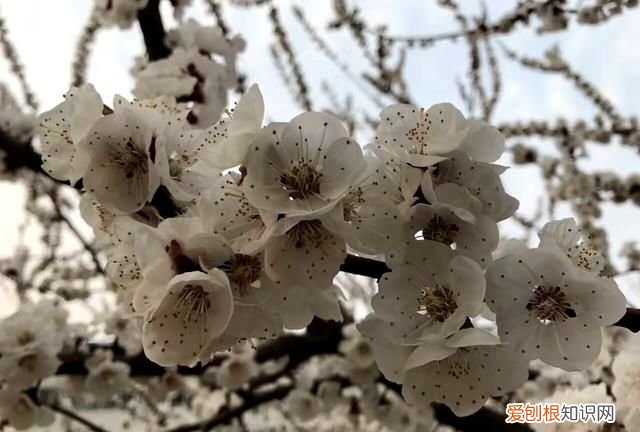 沾衣欲湿杏花雨吹面不寒杨柳风图 沾衣欲湿杏花雨吹面不寒杨柳风