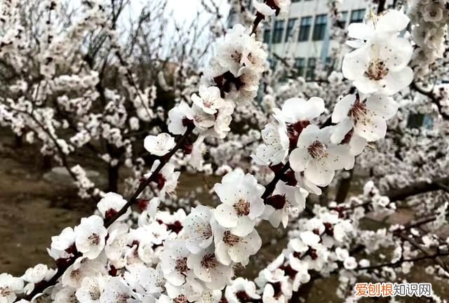 沾衣欲湿杏花雨吹面不寒杨柳风图 沾衣欲湿杏花雨吹面不寒杨柳风