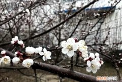 沾衣欲湿杏花雨吹面不寒杨柳风图 沾衣欲湿杏花雨吹面不寒杨柳风