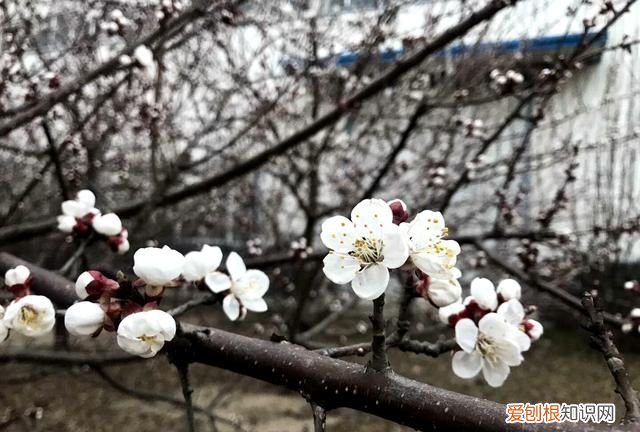 沾衣欲湿杏花雨吹面不寒杨柳风图 沾衣欲湿杏花雨吹面不寒杨柳风