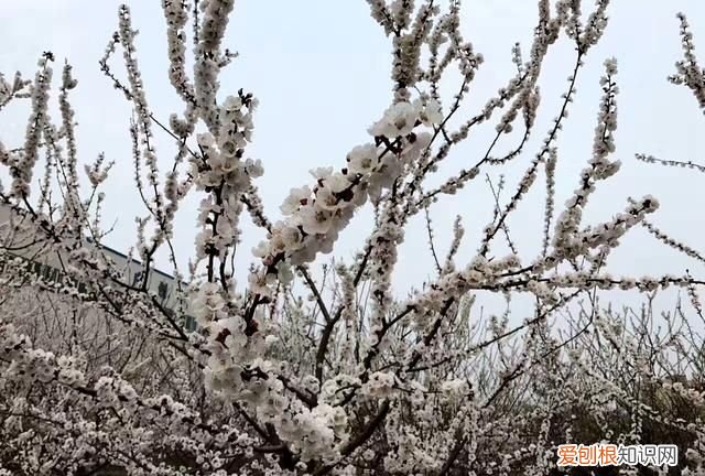 沾衣欲湿杏花雨吹面不寒杨柳风图 沾衣欲湿杏花雨吹面不寒杨柳风