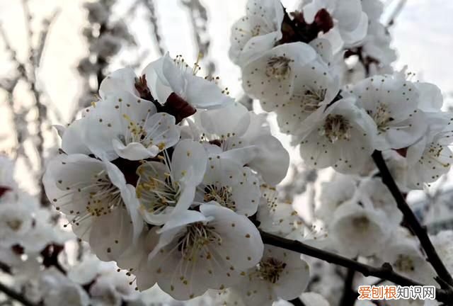 沾衣欲湿杏花雨吹面不寒杨柳风图 沾衣欲湿杏花雨吹面不寒杨柳风