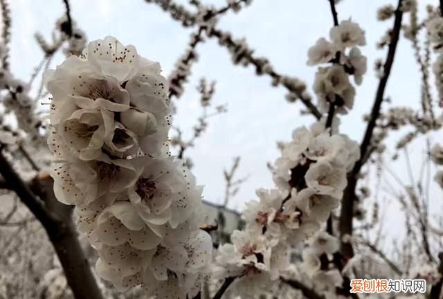沾衣欲湿杏花雨吹面不寒杨柳风图 沾衣欲湿杏花雨吹面不寒杨柳风