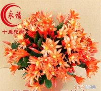 假昙花是什么花 假昙花是什么植物的花