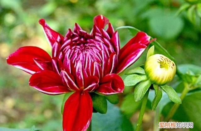 大丽花冬季怎么养护 大丽花冬季如何养护