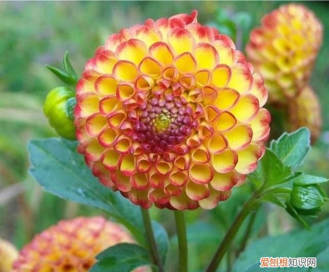 大丽花冬季怎么养护 大丽花冬季如何养护