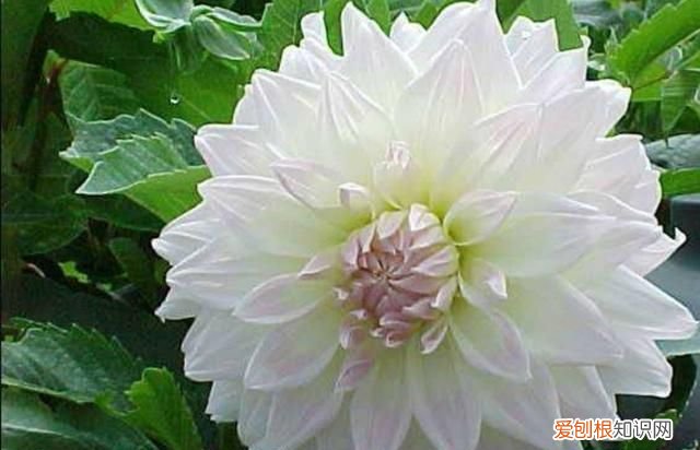 大丽花冬季怎么养护 大丽花冬季如何养护