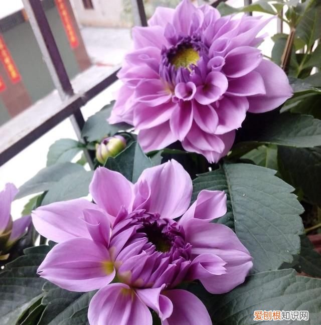 大丽花冬季怎么养护 大丽花冬季如何养护