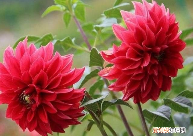 大丽花冬季怎么养护 大丽花冬季如何养护