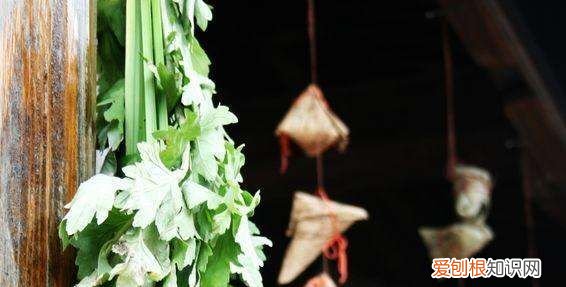 艾叶草和艾草的区别 艾叶草和艾草有哪些不同