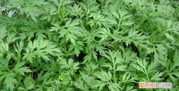 艾叶草和艾草的区别 艾叶草和艾草有哪些不同