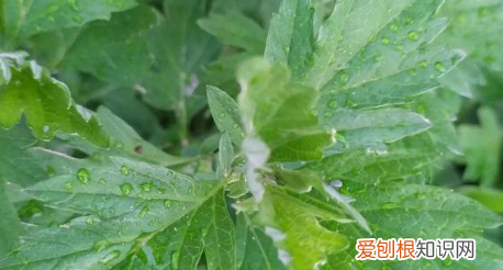 艾叶草和艾草的区别 艾叶草和艾草有哪些不同