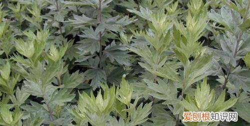 艾叶草和艾草的区别 艾叶草和艾草有哪些不同