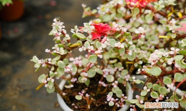 雅乐之舞叶子怎么变红 雅乐之舞叶子变红的技巧