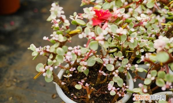 雅乐之舞叶子怎么变红 雅乐之舞叶子变红的技巧