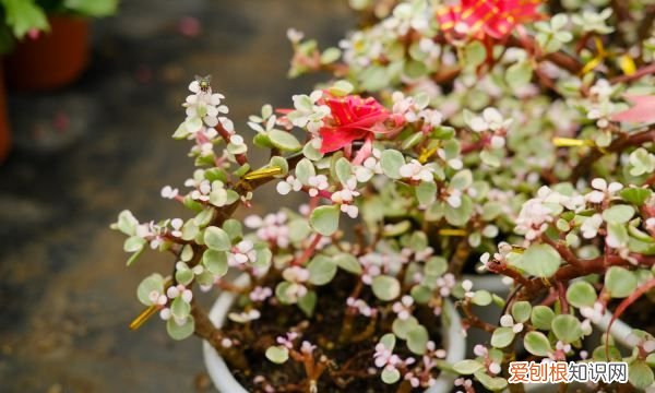 雅乐之舞叶子怎么变红 雅乐之舞叶子变红的技巧