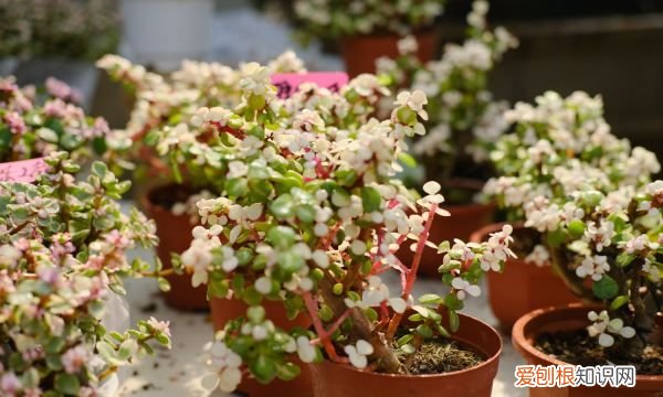 雅乐之舞叶子怎么变红 雅乐之舞叶子变红的技巧