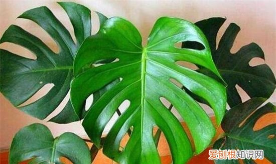 龟背竹有毒适合在室内养，龟背竹有毒 龟背竹是否有毒