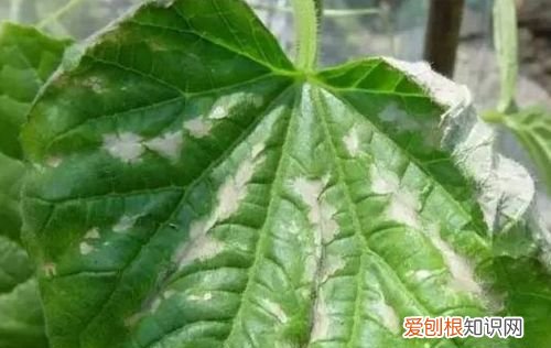 黄瓜叶子发黄枯萎怎么办 黄瓜叶子发黄枯萎怎么解决