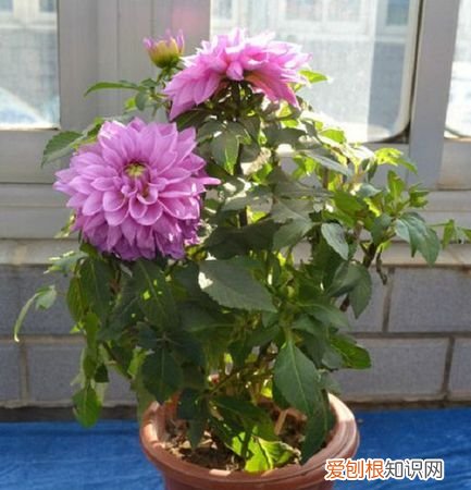 盆栽大丽花要种多深，盆栽大丽花的养殖方法 如何养殖大丽花