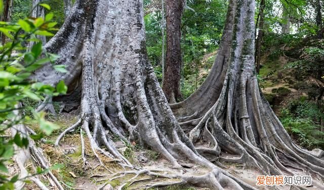 同音形似词scent、cent，scene、seen用拆分会意记忆很好记