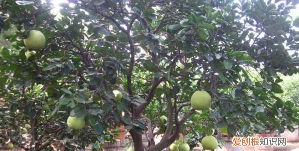柚子树的种植技术有哪些 柚子树的种植技巧