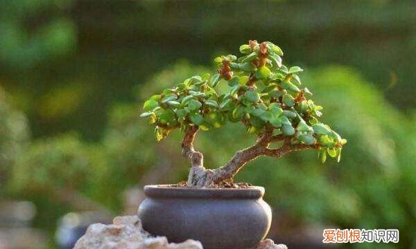 金枝玉叶子变红的秘密 金枝玉叶叶子如何才能变红