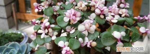 金枝玉叶子变红的秘密 金枝玉叶叶子如何才能变红