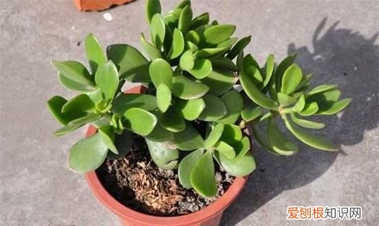金枝玉叶子变红的秘密 金枝玉叶叶子如何才能变红