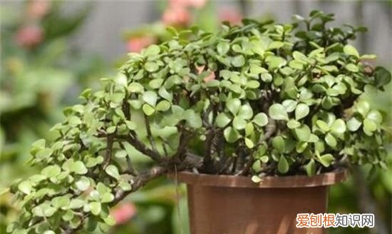 金枝玉叶子变红的秘密 金枝玉叶叶子如何才能变红