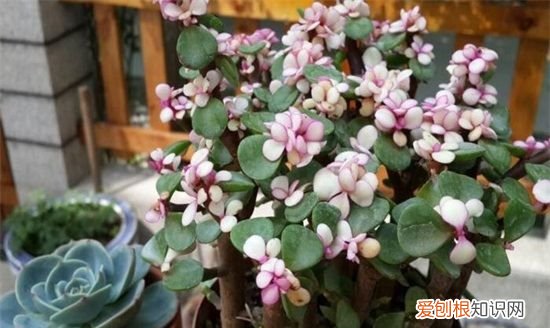 金枝玉叶子变红的秘密 金枝玉叶叶子如何才能变红