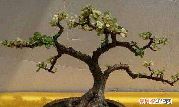 金枝玉叶子变红的秘密 金枝玉叶叶子如何才能变红