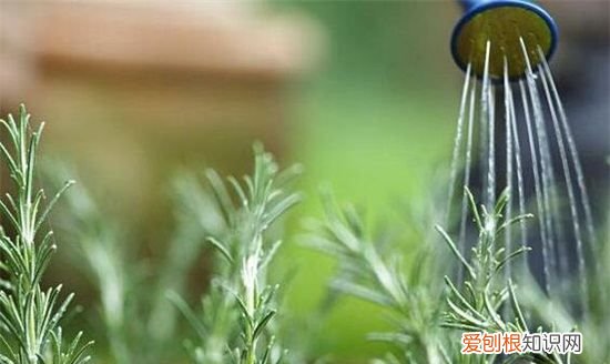 金枝玉叶子变红的秘密 金枝玉叶叶子如何才能变红