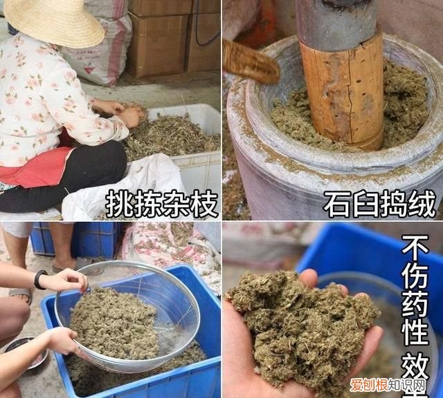 大艾草和小艾草怎么区分 大艾草和小艾草的区分方法