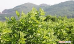 大艾草和小艾草怎么区分 大艾草和小艾草的区分方法