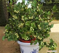 盆栽蓝莓用松树皮养殖可以，蓝莓皮可以一起吃 蓝莓皮能不能吃