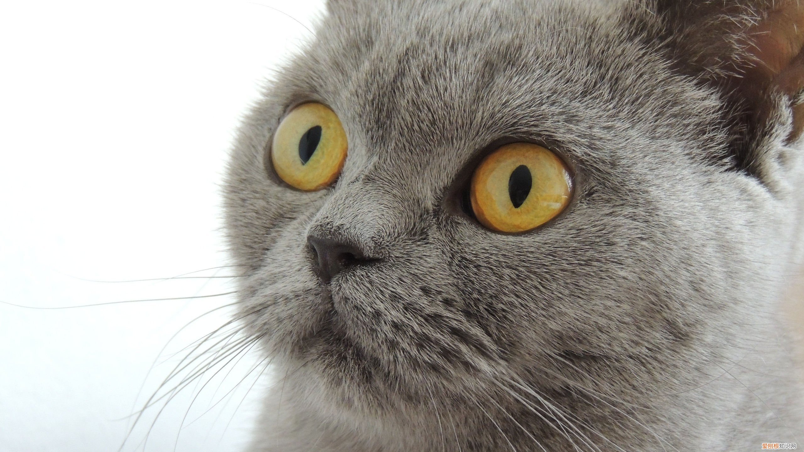 艾灸足三里有什么好处