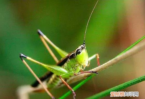 蝈蝈和蛐蛐的区别图片 蝈蝈和蛐蛐的区别