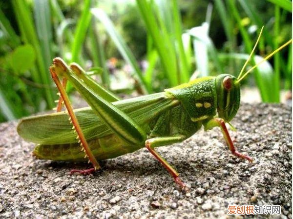 蝈蝈和蛐蛐的区别图片 蝈蝈和蛐蛐的区别