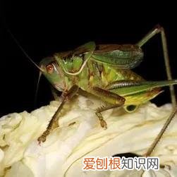 蝈蝈和蛐蛐的区别图片 蝈蝈和蛐蛐的区别