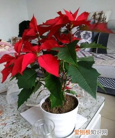 一品红叶子不红怎么办 一品红叶子怎么变红