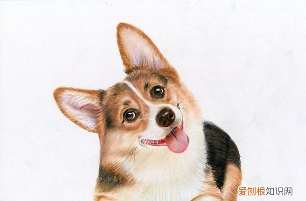 狗狗毛里有结痂的东西怎么办，狗狗毛根部有黑色结痂是怎么回事啊