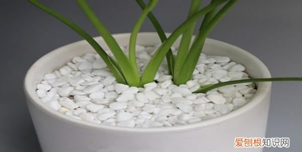 陶粒是什么东西，花盆上面放陶粒的作用